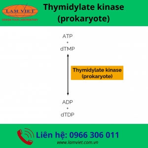 Thymidylate kinase (prokaryote)