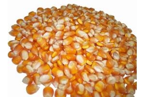 Bán bắp hạt, ngô hạt, ngô bắp tươi, bột ngô, bột bắp, tinh bột ngô, tinh bột bắp xuất khẩu.