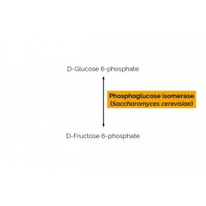Phosphoglucose isomerase (Saccharomyces cerevisiae)