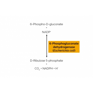 6-Phosphogluconate dehydrogenase (Escherichia coli)