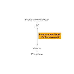 Phosphatase (Acid) (Escherichia coli)