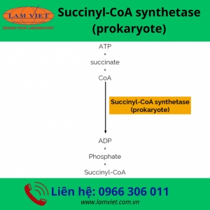 Succinyl-CoA synthetase (prokaryote)