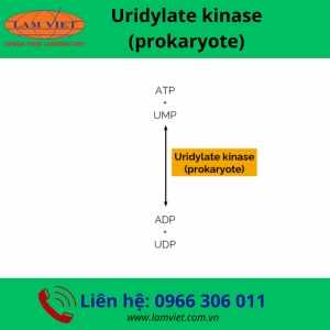 Uridylate kinase (prokaryote)