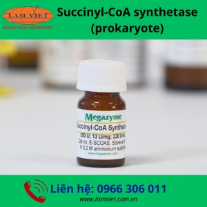 Succinyl-CoA synthetase (prokaryote)