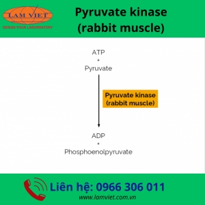 Pyruvate kinase (rabbit muscle)