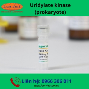Uridylate kinase (prokaryote)