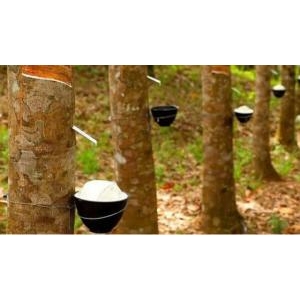 Xuất Khẩu Cao Su Sang Thị Trường Trung Quốc Giảm Lượng, Tăng Chất - Xuất Khẩu Cao Su Sang Thị Trường Trung Quốc Giảm Lượng, Tăng Chất