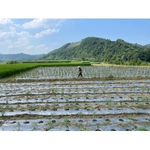 Hạ tầng - Nông nghiệp - Công nghiệp: Ba mũi nhọn đưa Chợ Mới phát triển - Hạ Tầng - Nông Nghiệp - Công Nghiệp: Ba Mũi Nhọn Đưa Chợ Mới Phát Triển