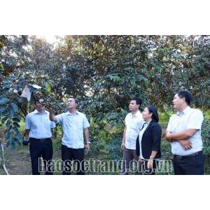 Huyện Kế Sách phát triển nông nghiệp, công nghiệp theo hướng toàn diện - Huyện Kế Sách Phát Triển Nông Nghiệp, Công Nghiệp Theo Hướng Toàn Diện