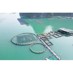 Phát triển nuôi biển công nghiệp: Không chỉ là kinh tế, đó là trách nhiệm với đại dương - Phát triển nuôi biển công nghiệp: Không chỉ là kinh tế, đó là trách nhiệm với đại dương